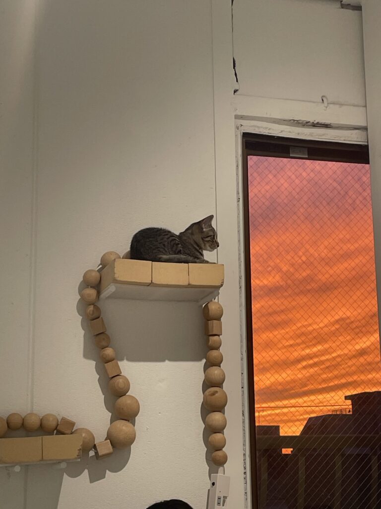 夕焼けを見つめる猫