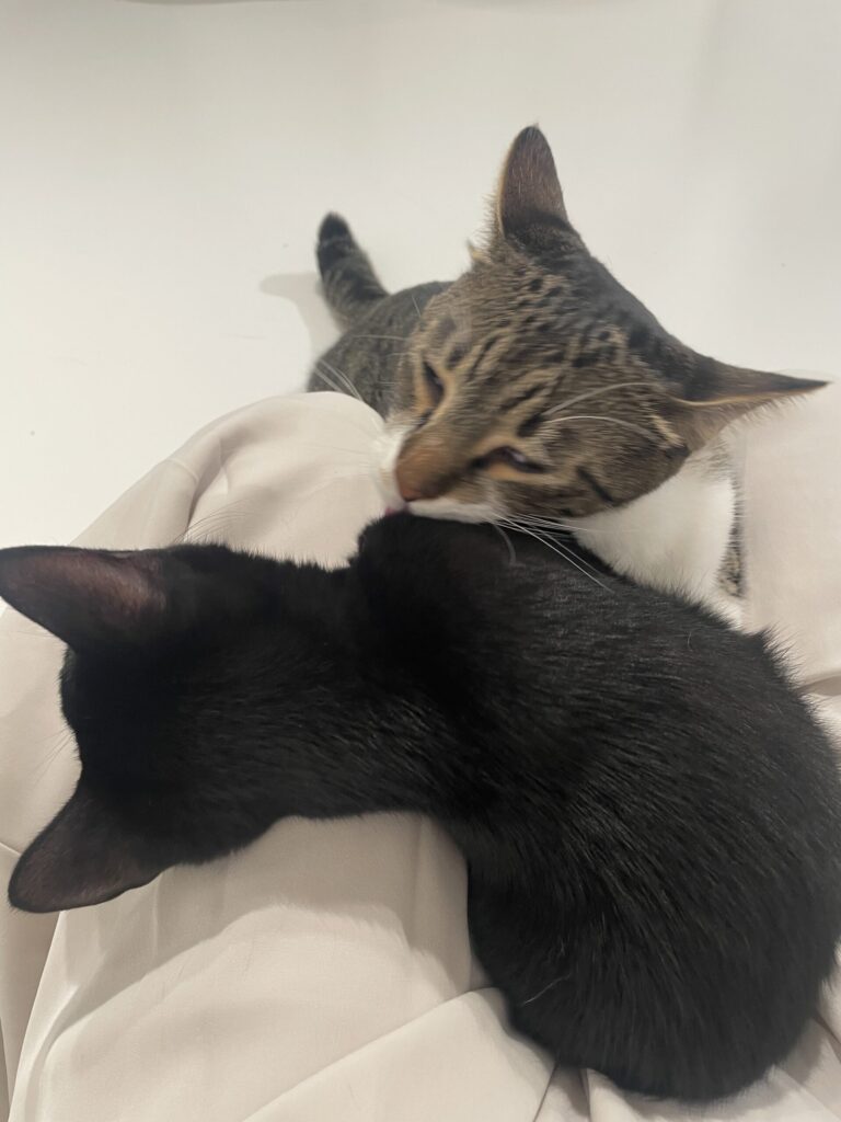 膝に乗ろうとする猫たち