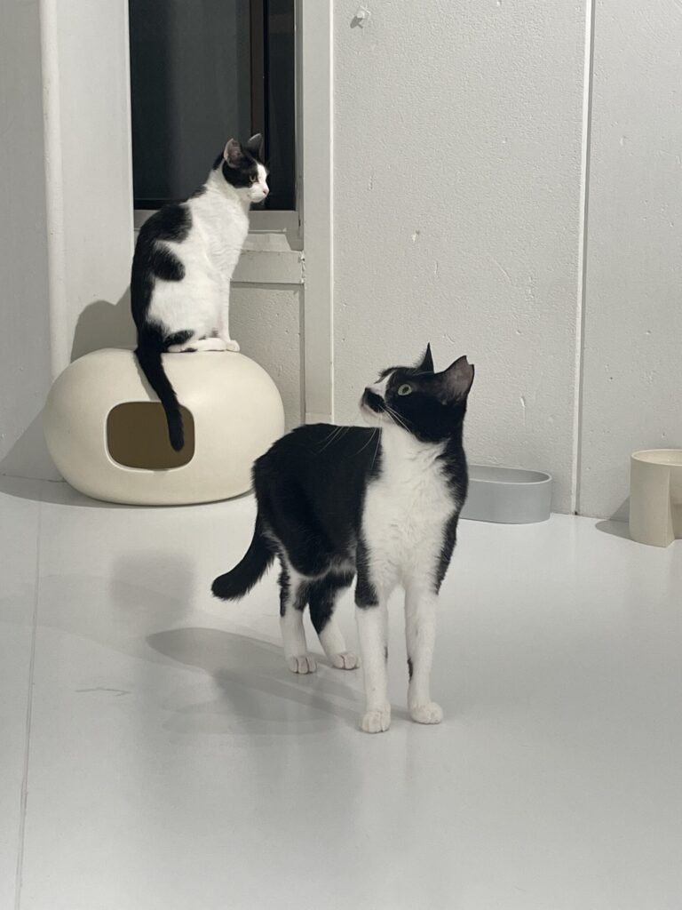 衛生的な白い床