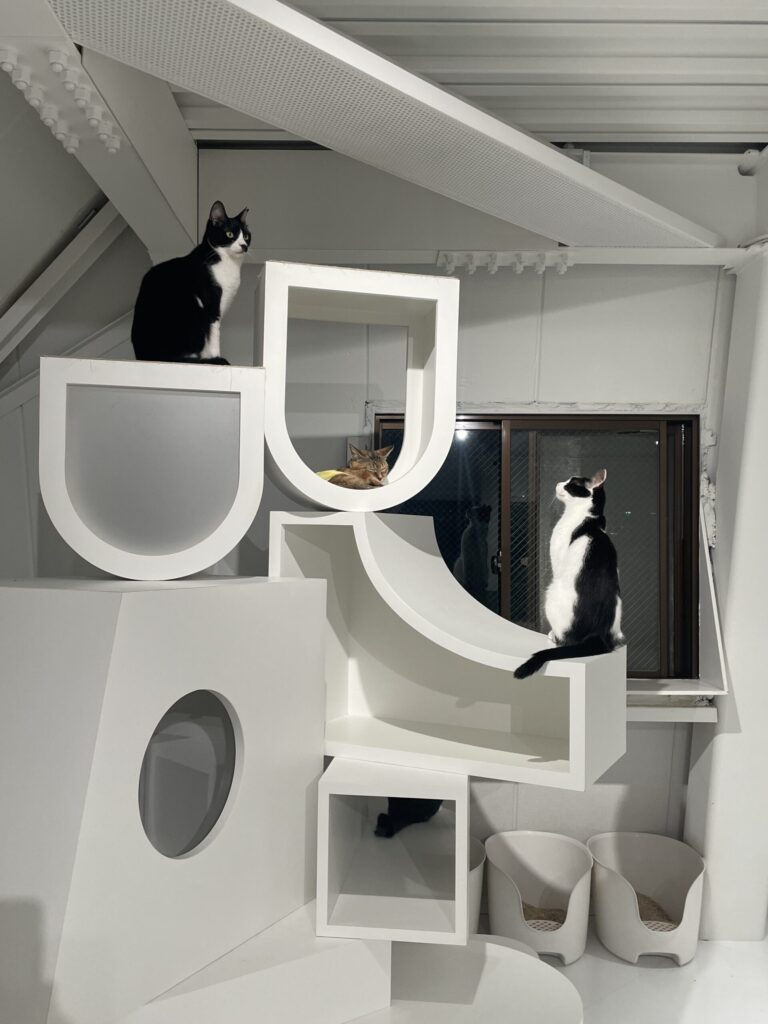 白いキャットタワー