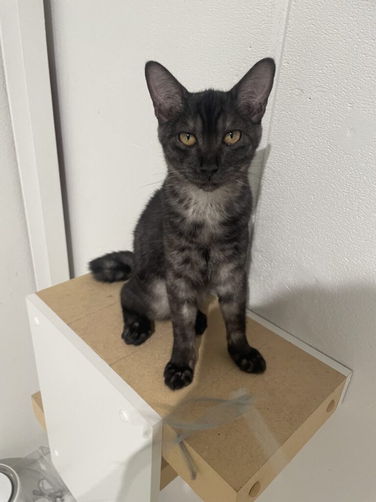 堂々としたたたずまい