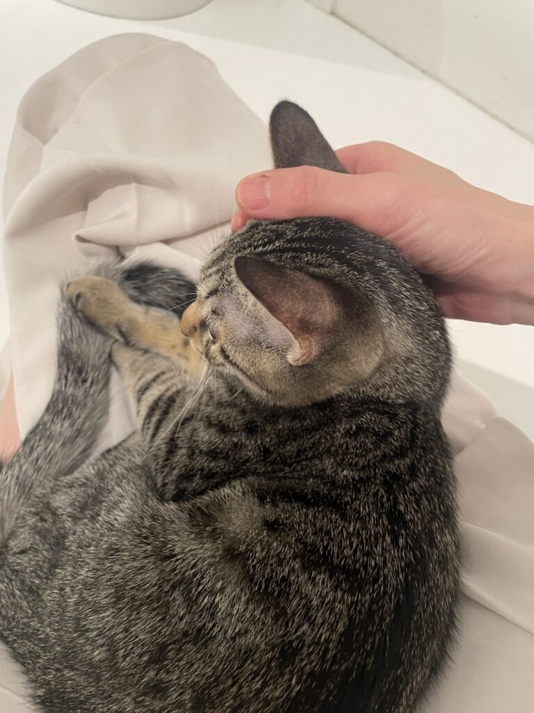 お膝の上でナデナデ体験