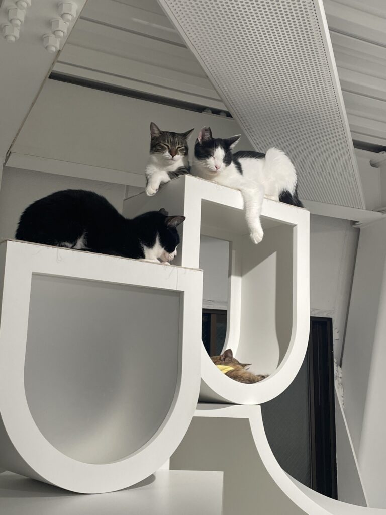 キャットタワーでみんな仲良し