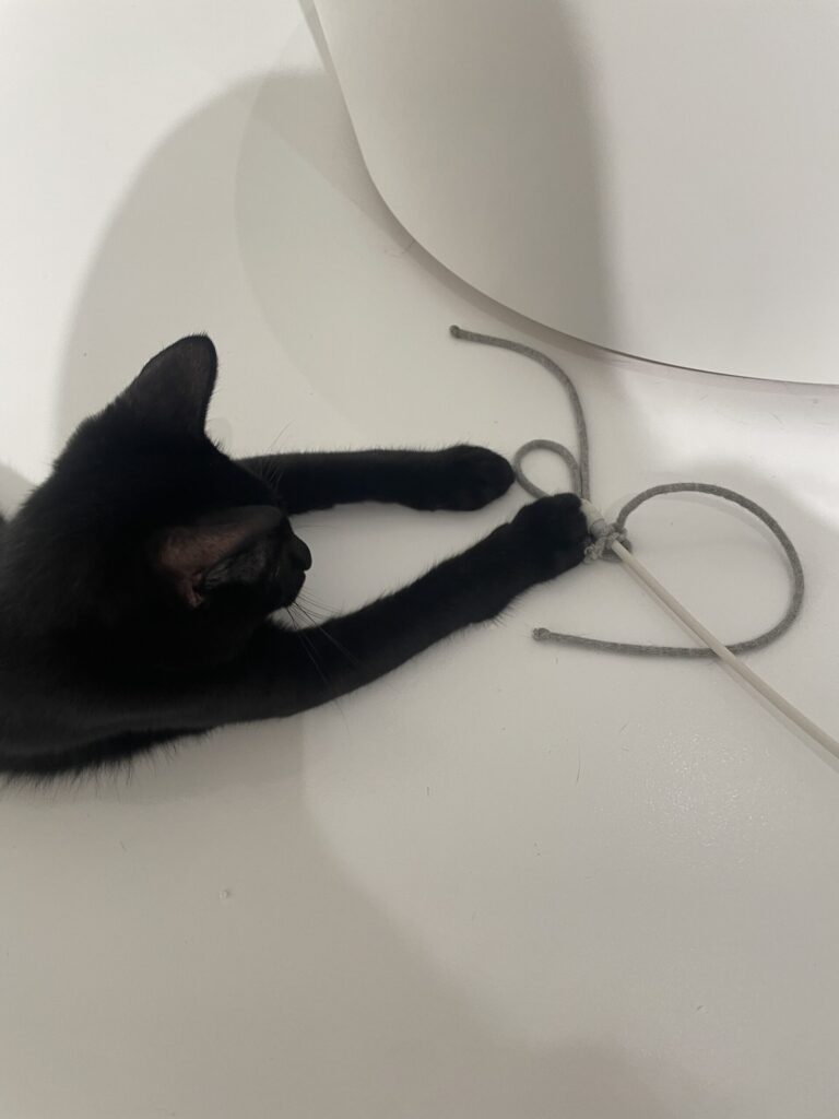 しゅっとつかむ！